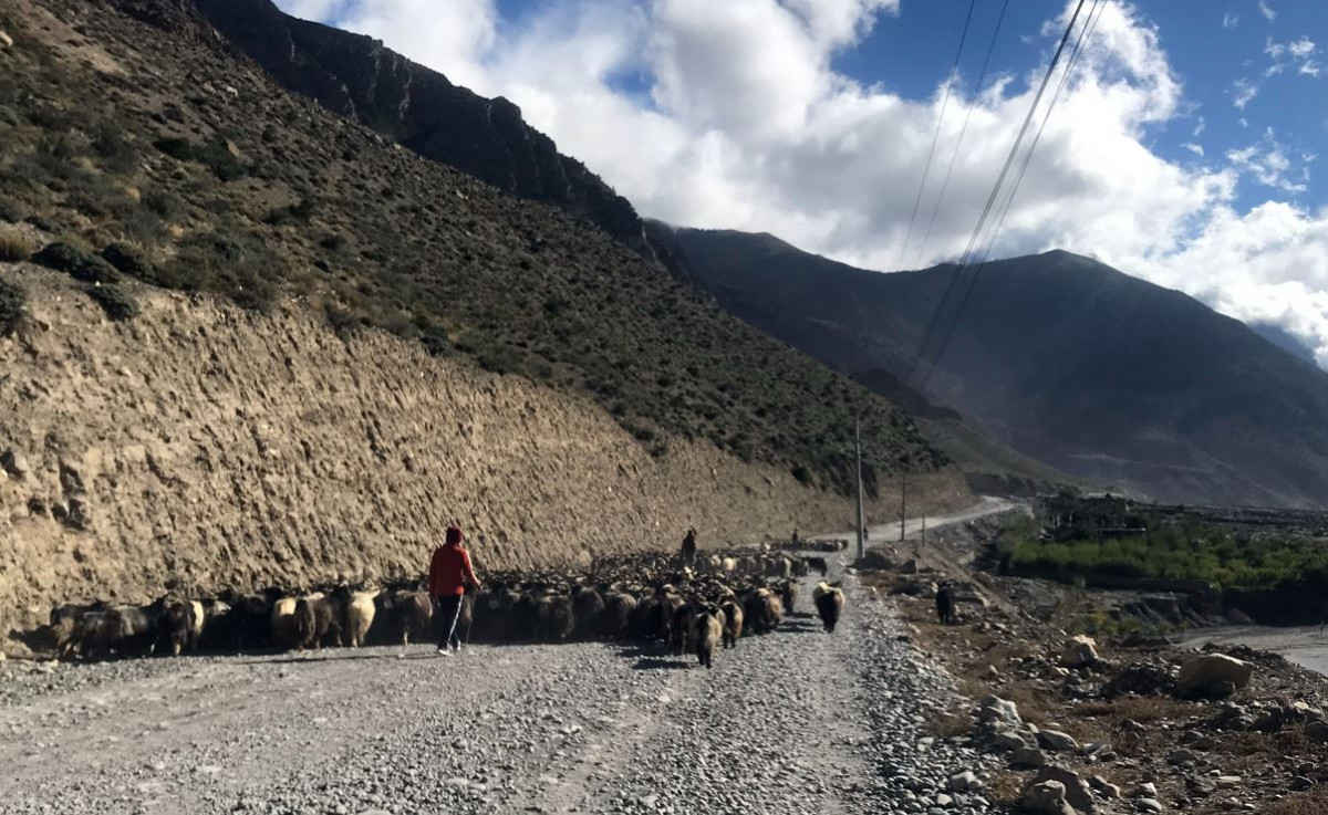 मुस्ताङबाट २३ करोडको च्याङग्रा निकासी, माग धान्न नसक्दा बढ्यो मूल्य