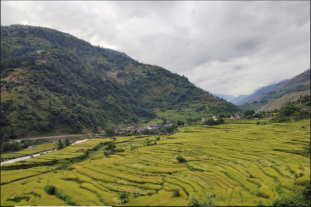 चैते धान विस्तार कार्यक्रमः  मन्त्री फेरिएपछि अर्थमा फाइल अड्कियो, योजना लागू भएन