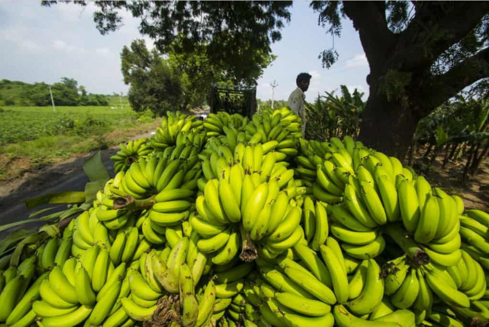 जनकपुरधाममा छठका लागि पाँच करोड बराबरको केरा आयात