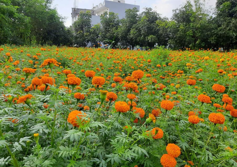 तिहारका लागि फूल र मालाको मूल्य निर्धारण, फूलको मूल्य प्रतिकिलो कति ?