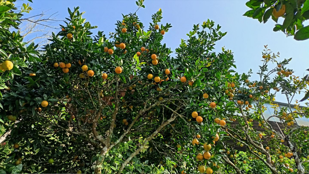 रामेछापमा बढ्यो जुनार उत्पादन