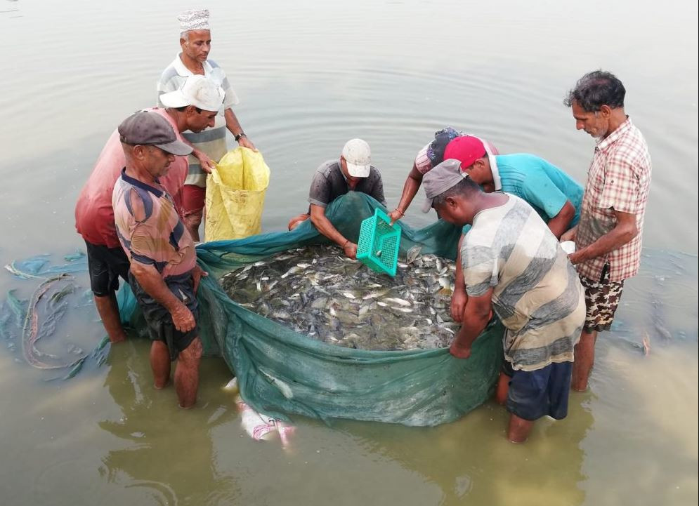 आठ करोड माछाका भुरा उत्पादन क्षमता, तर बजेट अभावले समस्या