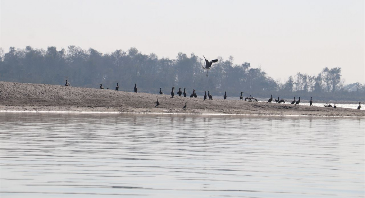 रुस, मङ्गोलिया,  बर्मादेखि घुम्न आउँछन् नारायणी  सिमसारमा चराहरु, भेटिए ४१ प्रजातिका जलपंक्षी