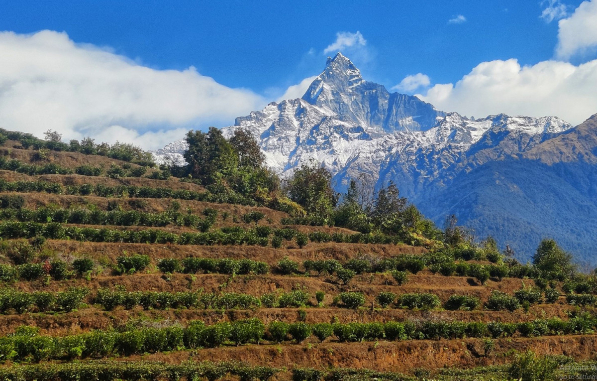 माघ गुज्रनै लाग्यो न हिउँ न वर्षा, रैथाने उत्पादन लोप हुने खतरा