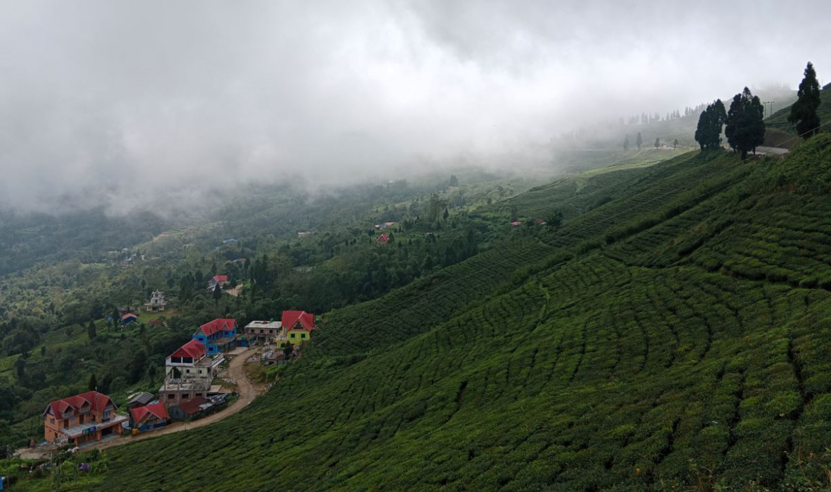 सूर्योदय नगरपालिकामा प्राङ्गारिक चियाखेती अभियान, प्रदेश र सङ्घले लगानी नगर्दा स्थानीय सरकार मर्कामा