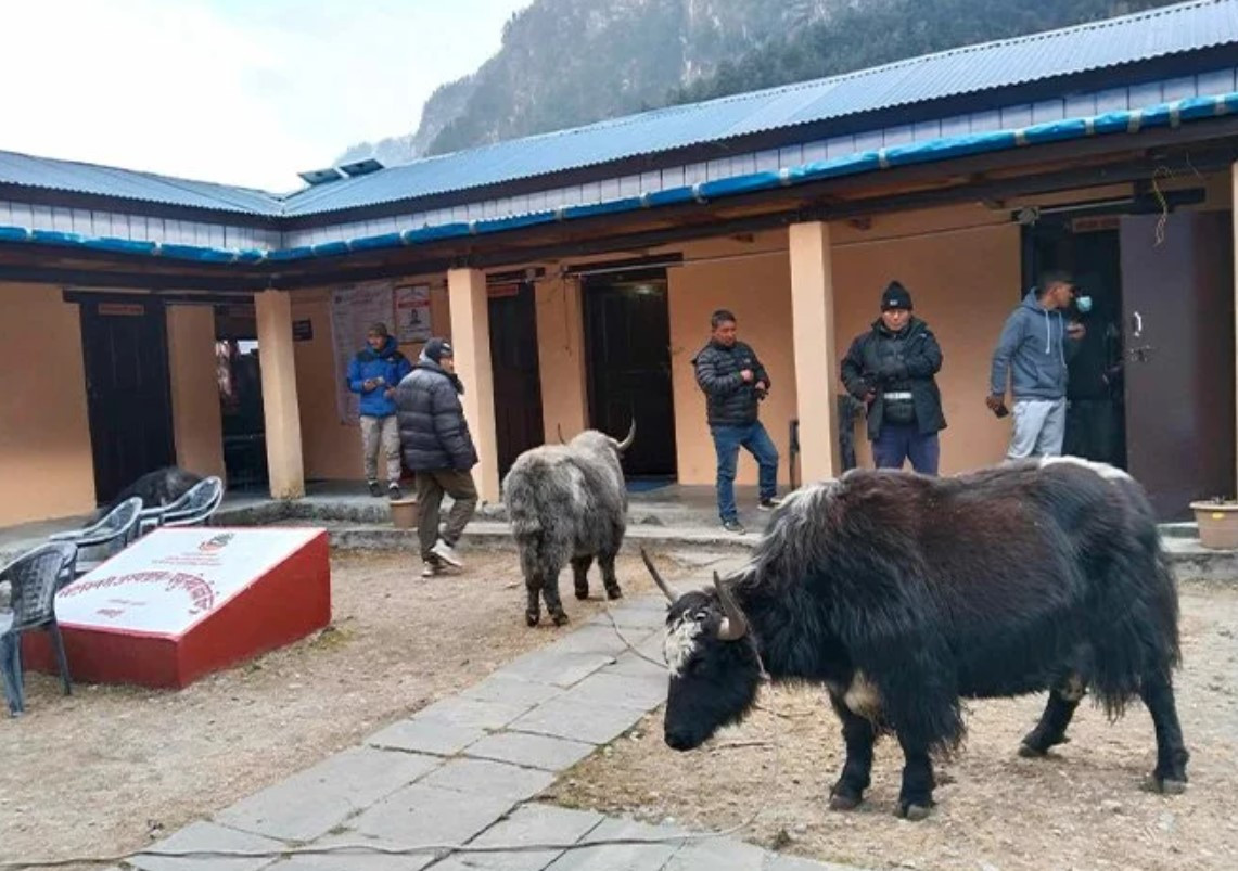 “नस्ल सुधारका लागि ल्याइएका याक खुशी छैनन्, दुब्लाउँदै गए”