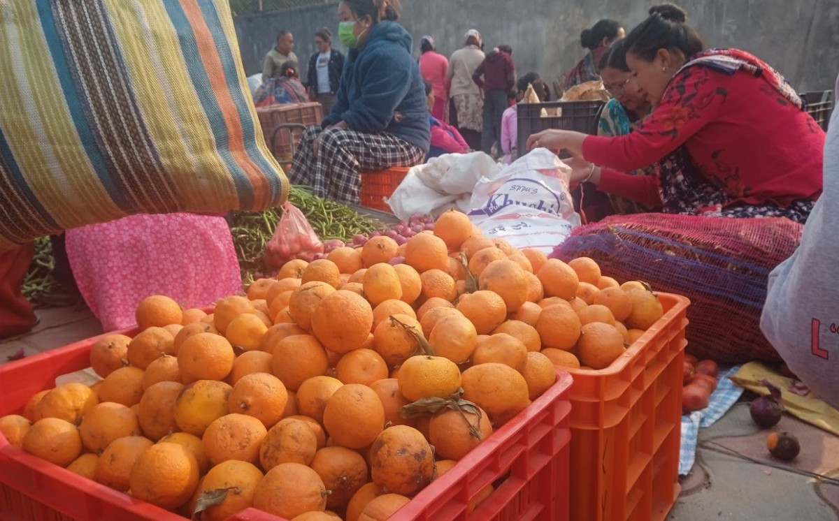 हिउँदमा बिक्री नहुँदा कुहिने अवस्थाको सुन्तलाले दुई महिनामै पायो तीन गुणा बढी मूल्य