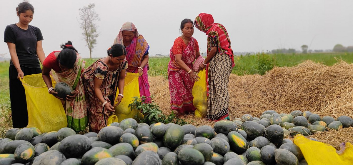 खरबुजाबाट झापाका किसानलाई मनग्य आय, ९० लाखसम्म आम्दानी गर्ने लक्ष्य