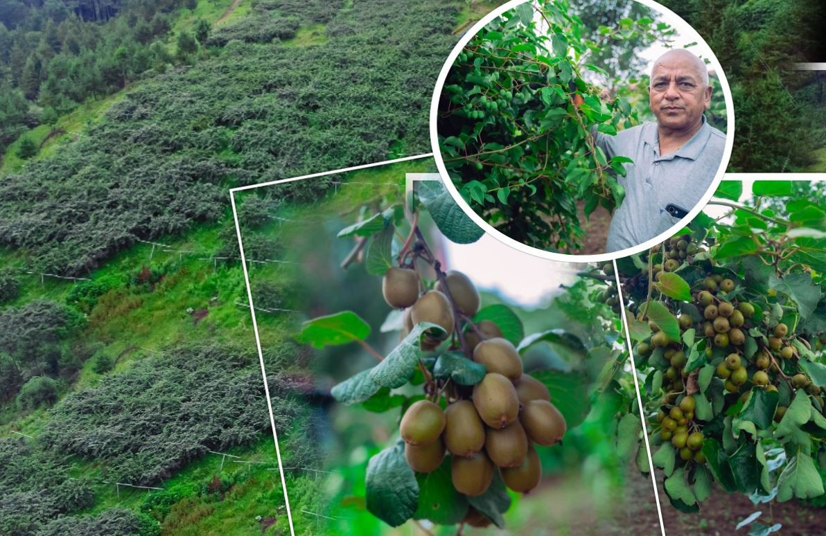 अब क्यू आरबाटै किवीको अनुगमन !, बगैँचामा लटरम्मै किवी  [तस्वीरहरुसहित]