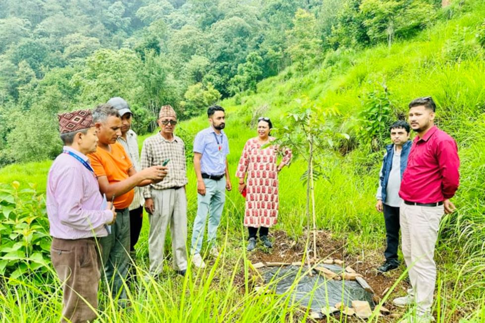 बाँदरबाट हैरान पर्वतका किसान व्यावसायिक ओखरखेतीमा, पूर्ण रूपमा फल्न १० बर्ष लाग्ने